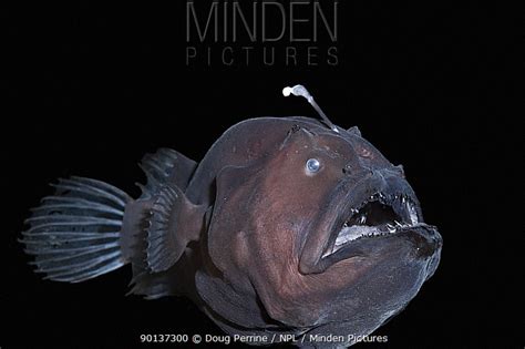 Minden Pictures Live Deep Sea Anglerfish Black Seadevil Diceratias