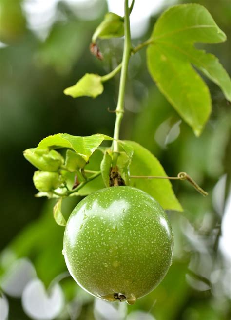 Get latest info on passion fruit, suppliers, manufacturers, wholesalers, traders, wholesale suppliers with passion fruit prices country of origin : Useful Information: Benefits Of Passion Fruit