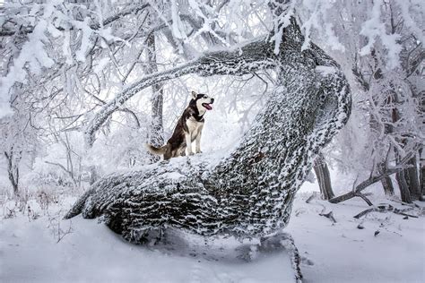 Finden sie ein bild, das sie als hintergrundbild setzen möchten, und. Winterbilder Tiere Als Hintergrundbild / schöne ...