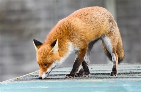 Wallpaper Fox Paws Predator Animal Hd Widescreen High Definition