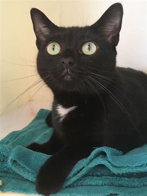 14 Beautiful Black Cats Looking For New Homes Chronicle Live