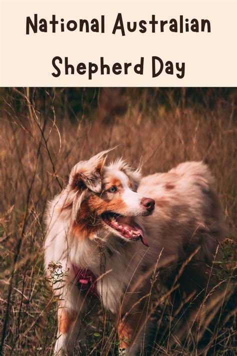 Honouring The Australian Shepherd National Celebration Day Petpress