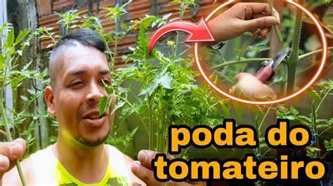 Como Podar E Porque Podar Seu Tomateiro Dicas Pra Iniciante