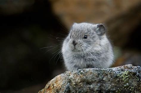 I Would Do Anything For A Baby Pika Baby Animals Animals Beautiful