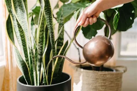 How To Water And Feed Houseplants
