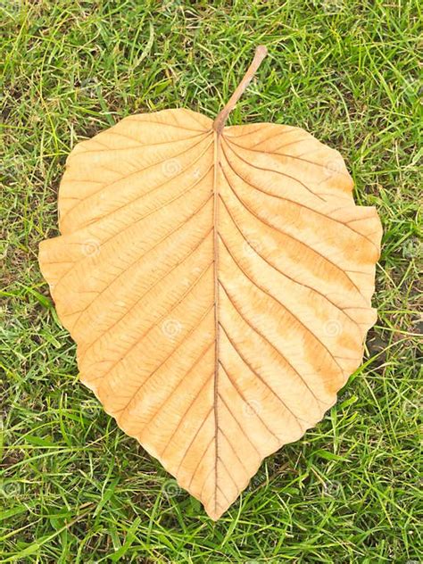 Dry Teak Leaf On Green Grass Stock Photo Image Of Forest Fall 30541220