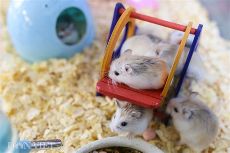 Chia sẻ hình nền chuột hamster dễ thương mới nhất POPPY