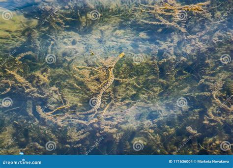 Snake Swimming On The Surface Of Ohrid Lake In Albanian Part Stock