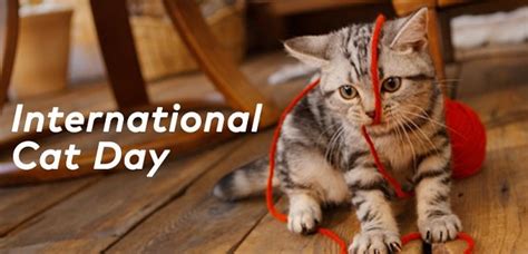 Because we all have cats and kittens who mean a lot to us, but not every cat has someone to advocate for her. International Cat Day 2020: History and Significance of ...