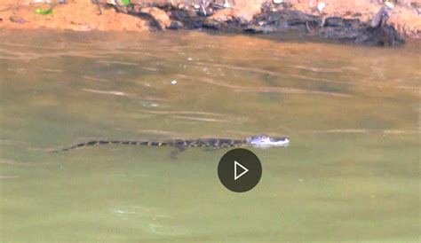 Alligator Spotted In Lake Lanier Cumming Ga Patch