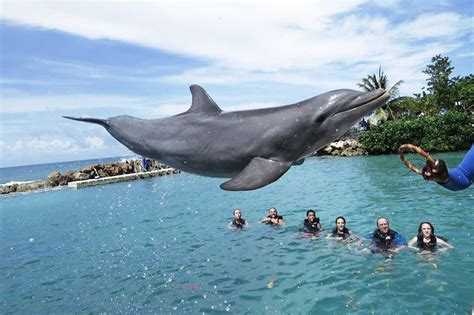 Dolphin Cove Montego Bay Irie Travel And Tours