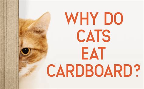 Why Do Cats Eat Cardboard Catwiki