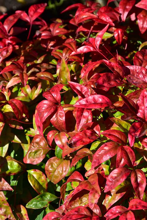 The national fire academy (nfa) works to enhance the ability of fire and emergency services and allied professionals to deal more effectively with fire and related emergencies. Fire Power Nandina (Nandina domestica 'Fire Power') in ...
