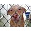 Labrador Mix Dogs Rescued From West Virginia Available For Adoption In 
