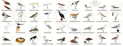 Evolucion De Las Aves