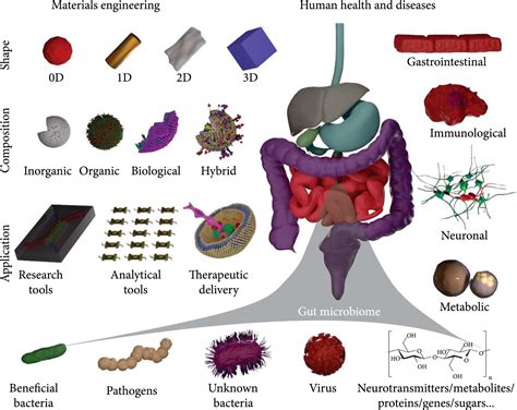 Material Engineering In Gut Microbiome And Human Health Research