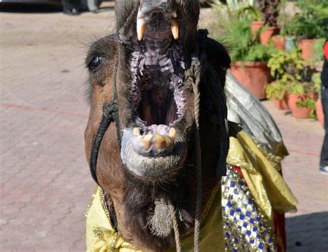 According to times of india, jaisalmer: Camel bites man to death in Ahmedabad - India News