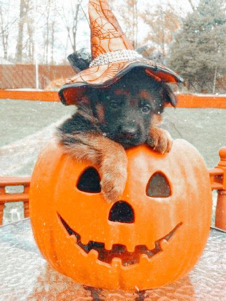 𝚎𝚍𝚒𝚝𝚎𝚍 𝚋𝚢 𝚙𝚎𝚊𝚌𝚑𝚢 𝚌𝚕𝚘𝚞𝚍 𝚗𝚘𝚝 𝚖𝚢 𝚙𝚒𝚌 🍁 Preppy Dog Funny Halloween