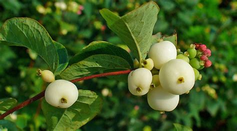 Native Of The Month Snowberry Shadow