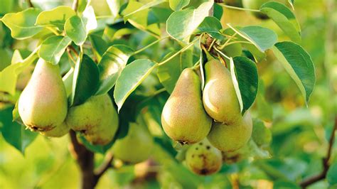 Pear Tree Wallpapers Images Photos Pictures Backgrounds