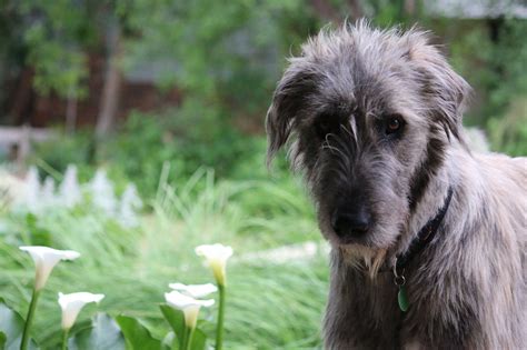 Pin By Marina Rüsch On Edward Irish Wolfhound Irish Wolfhound