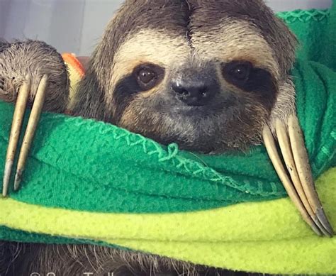 Why Are Sloths So Slow The Sloth Institute