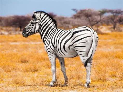 Zebra Standing In The Middle Of Dry African Grassland Etosha National