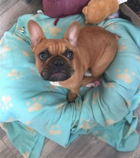 Gorgeous Female French Bulldog Puppy For Rehoming In Moseley West