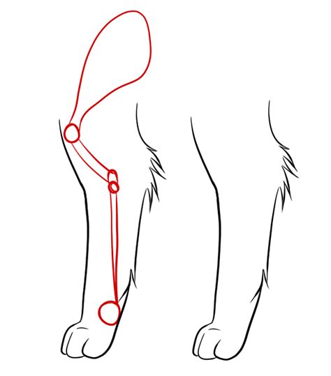 With each thoracic limb, there are 31 bones connected. LiW6 - Advanced Skills: More Anatomy of Cats