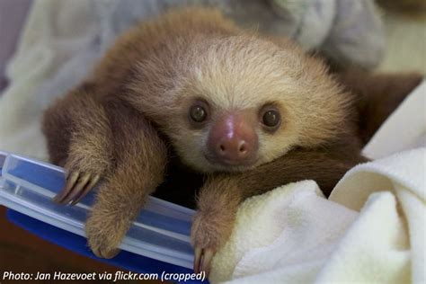 The Smelly Truth About Sloths Mudfooted