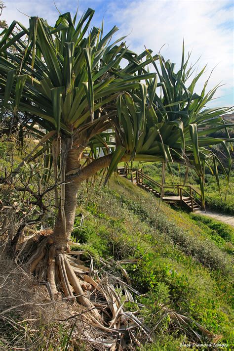 Pandanus Tectorius Var Australianus Screw Pine Beach P Flickr