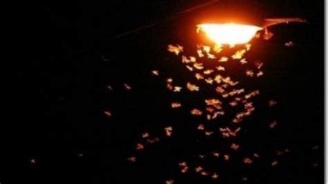 Why Are Moths Attracted To Flame Earth Earthsky 2023