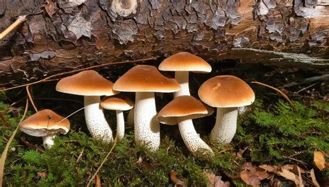 Stumper Mushrooms In Michigan A Foragers Guide Optimusplant