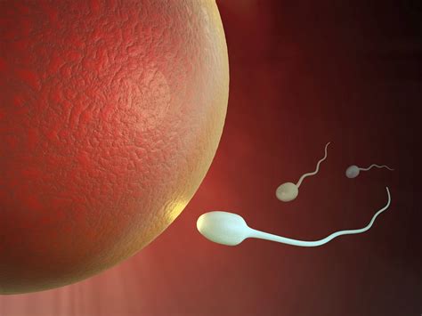 Mens Sperm Counts Are Plummeting Rapidly And No One Knows Why The