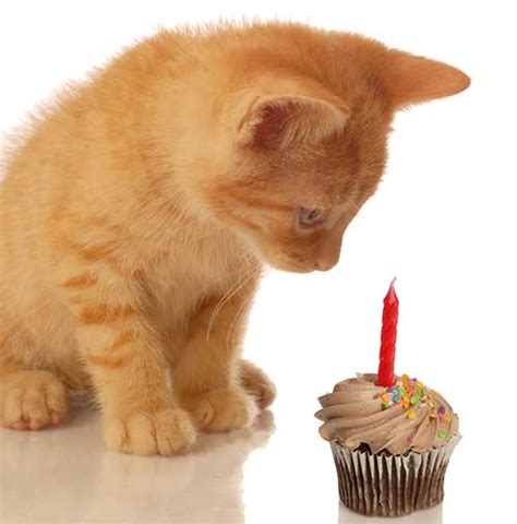 If you are giving her occasionally a little bit of shelled. Can Cats Eat Cake? Everything You Need To Know