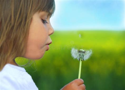 Blowing Dandelion 3 Stock Photo Image Of Lupin Pretty 6181552