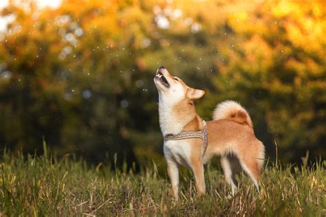 The only official twitter account of shiba inu $shib #shibarmy #resistanceisfutile tg: Howling Shiba inu | Tanja Weiß | Flickr