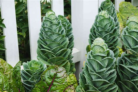 How To Grow And Care For Collard Greens