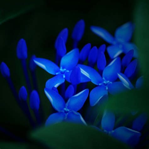 Blue Ixora Blue Ixora Flower Exotic Asian Tropical Flickr