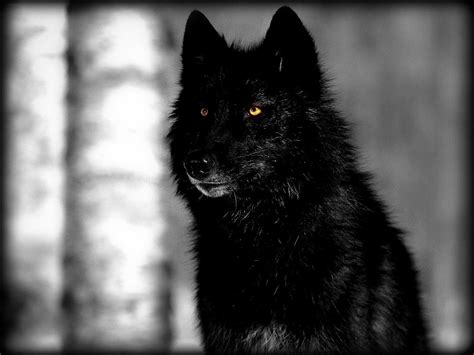 Anime Black Wolf Wallpapers Wallpaper Cave