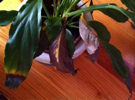 Why Is My Peace Lily Leaves Turning Brown Pat Garden