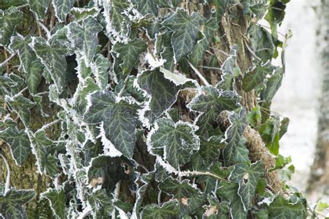 Big Frost On The Vine Grapevine Stock Photo Image Of Ripe Fruit