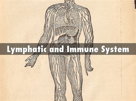Lymphatic And Immune System By Tnshaw