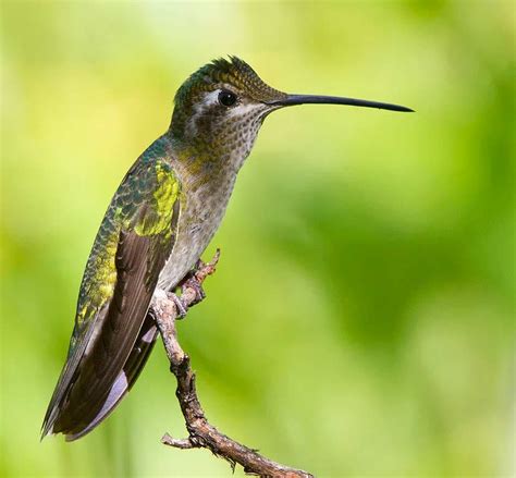 Magnificent Hummingbird Ebirdr
