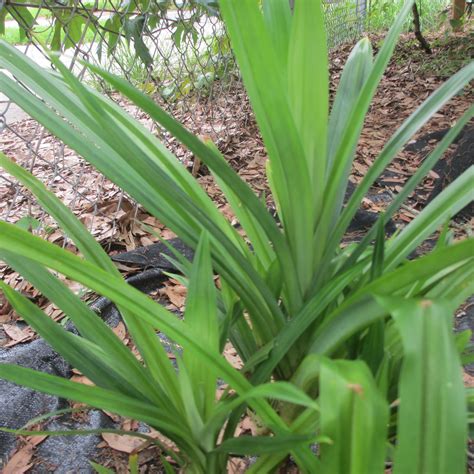 Pandanus Amaryllifolius Randys Tropical Plants