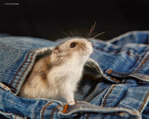 Cutest Hamster Pictures Ever Seen On The Internet