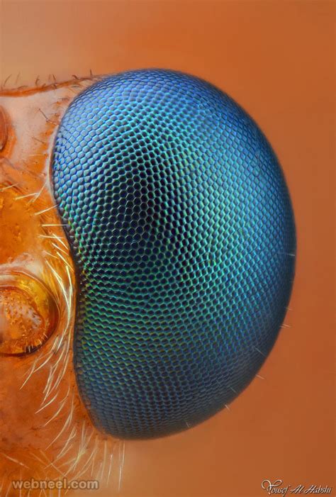 24 Beautiful Macro Photography Examples And Ideas