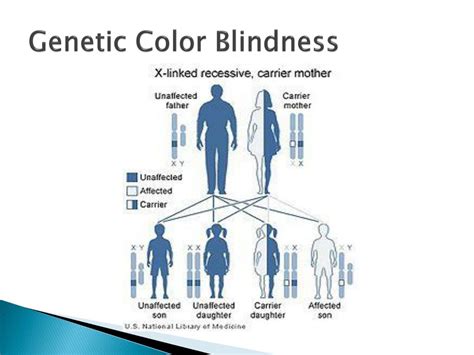 Ppt Understanding Genetics Of Human Eye Color Powerpoint Presentation 296