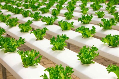 How To Build Hydroponic System And Garden Rural Living Today
