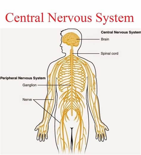 But some scientists have classified them into two divisions in which the ans is included under peripheral nervous system category. Central Nervous System